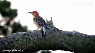 Breakfast With The Red Bellied Woodpecker 🌲 11/30/22 07:01