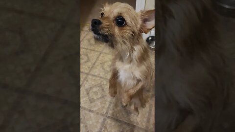 Chihuahua Barks for Food 🍲😋