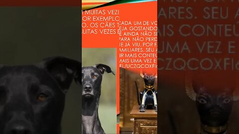 fatos sobre seu cão 5