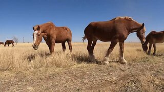 Relaxation with the Horses