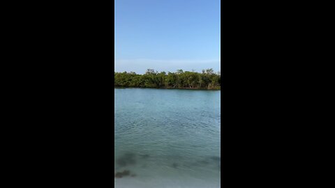 Livestream Clip Dolphins in Big Hickory Pass Part 2