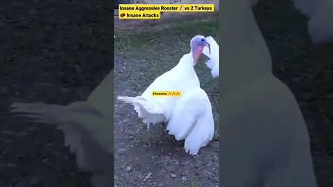 Insane Aggressive Rooster 🐔vs 2 Turkeys 🦃 Insane Attacks #shorts #animals #rooster #pets #turkey