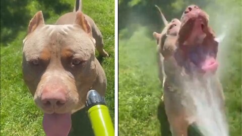 Funny Dog Enjoying With Water