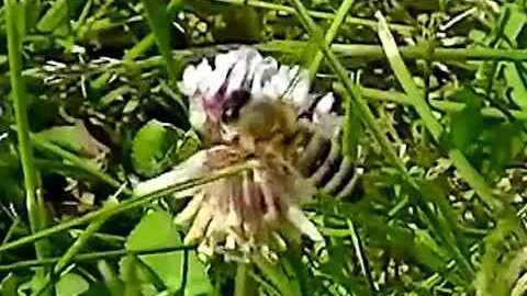 IECV NV #115 - 👀 A Bee In The Yard Working The Clover 10-13-2015