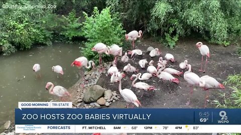 New feathered friends could be hatching at the zoo soon