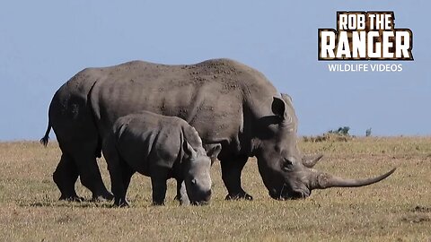Southern White Rhino Mother And Calf | Ol Pejeta | Zebra Plains On Tour