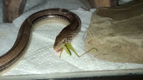 LARRY THE LEGLESS LIZARD EATING (07/12/23) 🎶