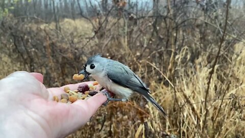 Hand-Feeding a Beautiful Tufted Titmouse in Slow Motion.