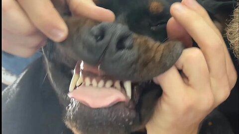 Inside A Rottweilers Mouth While He Eats