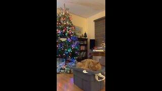Cute cat hanging out by Christmas tree