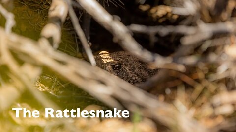 Rattlesnake Facts #shorts