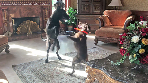 Funny Great Dane and Pointer Dog Dancing and Playing Together
