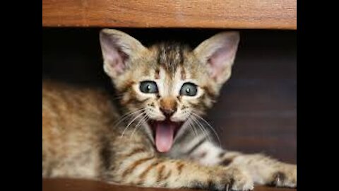 Top 10 Funny Cats Moments