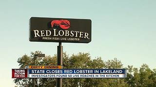 Dirty Dining: Red Lobster shut down by inspectors for over 50 live roaches crawling near food