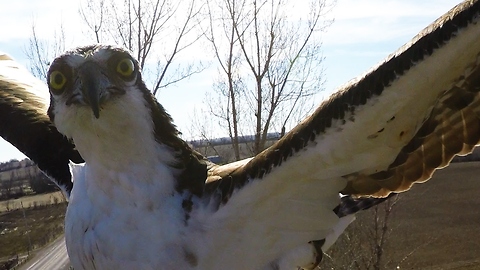 Curious osprey lands on camera and pecks it