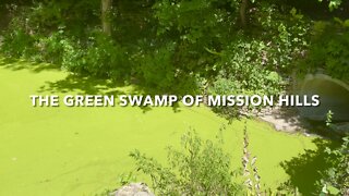 The Green Swamp Of Mission Hills