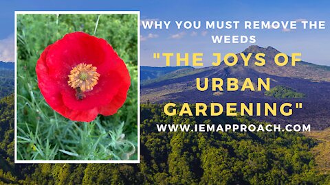 The joys of urban gardening