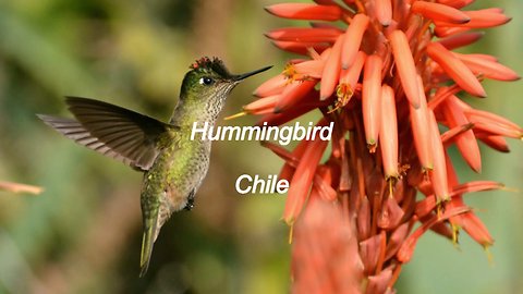 Hummingbird in Santiago, Chile