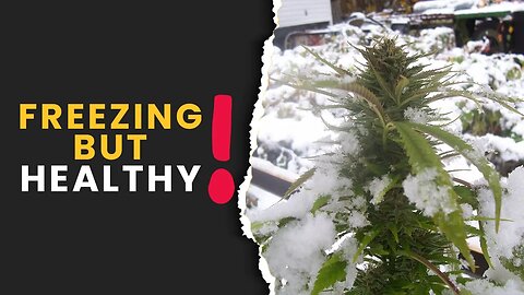 What's the 'COLDEST TEMPERATURE' Your Plants Can Exist In?