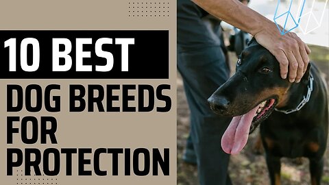 10 Best dog Breeds for Protection.