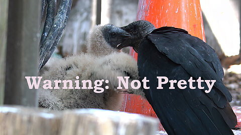 Baby Vulture Feeding