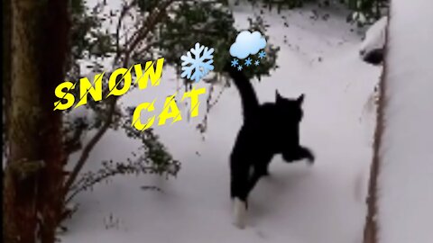 Snow cat - Rolling in the ice