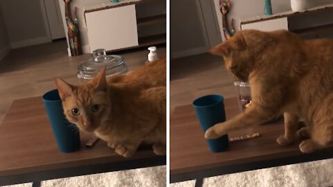 Rebellious Cat Determined To Knock Over Owner's Cup