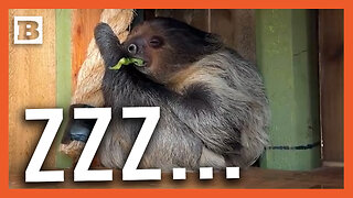 Sleepy Sloth! Sloth Takes Nap While Eating Breakfast