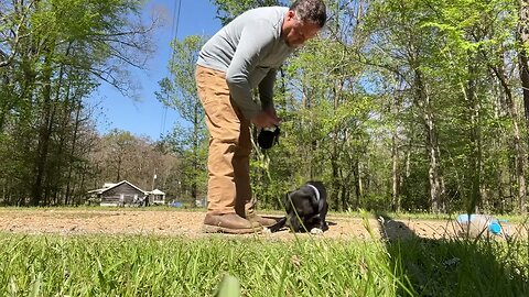 Bodhi…training a rescue dog that may be hearing impaired dog…or just never taught focus?