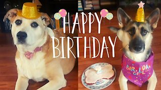 Dog Has Fun On Her 2nd Birthday | Turkey Necks, Birthday Cake, Presents and Terrible 2's