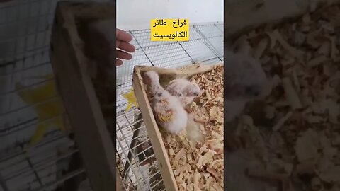 أجمل فراخ طيور الكالوبسيت لوتينو كيوت روعة