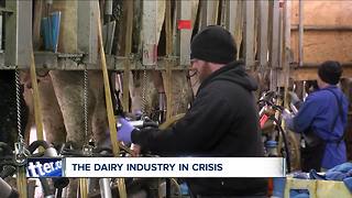 Dairy farms in crisis