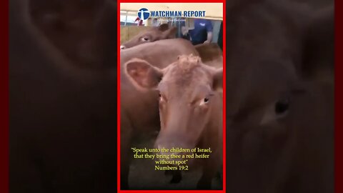 5 Red Heifers Arrive In Israel From Texas (Third Temple)