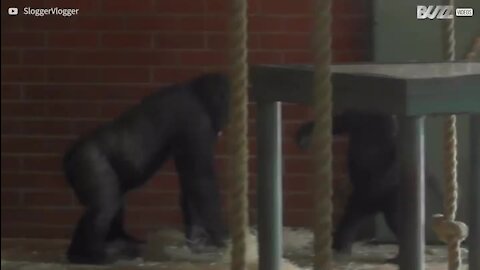 Brincadeira entre irmãos gorilas é filmada em zoológico na Ingaterra