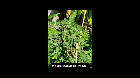 My Astragalus Plant