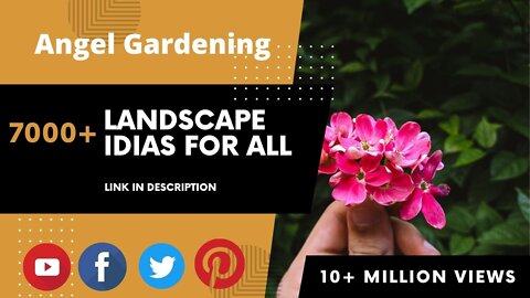 Gardening with Flower | 7000+ Landscape Idias For All #shorts