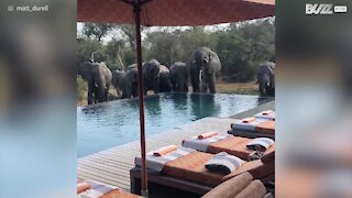 Família de Elefantes junta-se para beber água em piscina