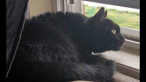Black Cat Buddy's Bird Watching Turns Into Chatter & Obsession!