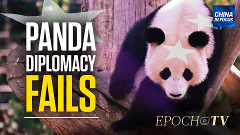 Has China’s Panda Diplomacy Lost Its Sparkle? | China in Focus