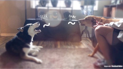 Dogs Get Into Heated Argument Over Absolutely Nothing