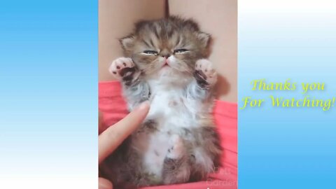 Cute Cats And Funny Dogs Videos Compilation