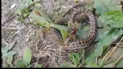 snake vs grass ropper..grass roper cut snake head