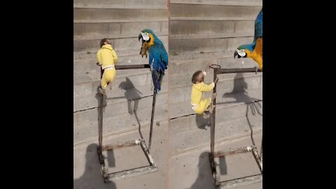 Parrot and monkey . funny video