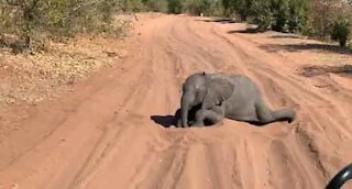 Filhote de elefante interrompe safari para brincar