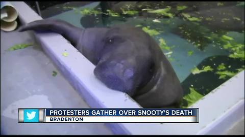 Protesters Gather Over Snooty's Death