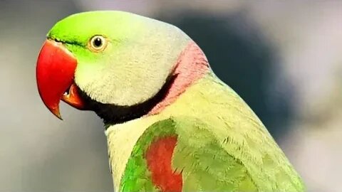 PARROT Masti