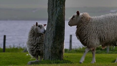 Sheep Animals | Wild Animals Life | animal video | Animal Discovery |