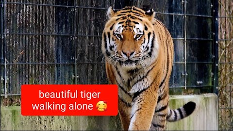 beautiful tiger walking alone