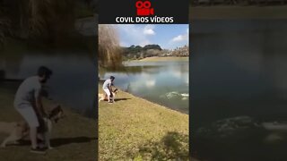 CAPIVARA TENTA ATACAR UM CACHORRO