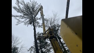 Tree Crash